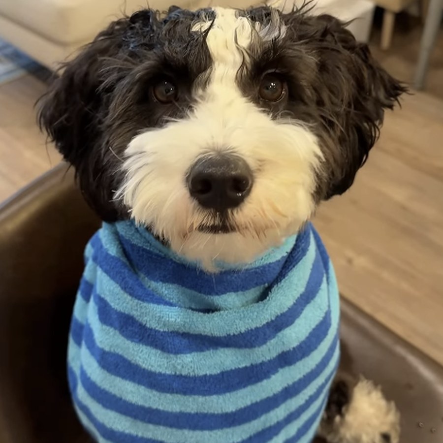 Squidy the mini Bernedoodle in a blue striped shirt