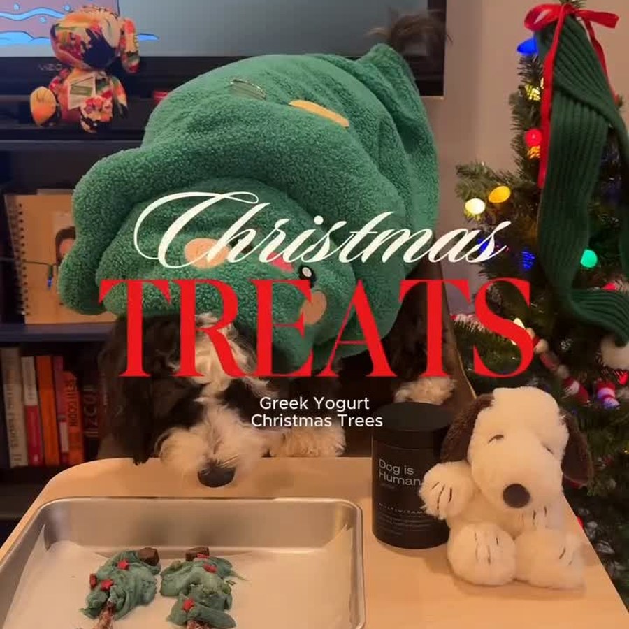 Holiday pet UGC campaign created by Adaline and Squidy